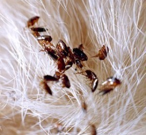 Infestação Por Pulgas