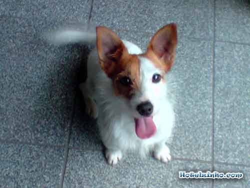 2009-jack-russel