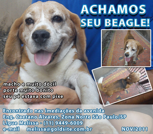 beagle Vitório, 9 anos!