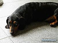 daschund