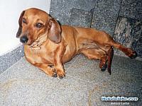 daschund-pose